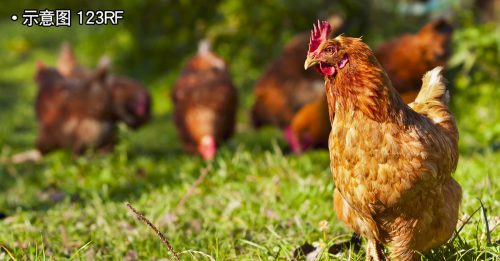 业者商讨 全面恢复 活鸡出口至新国