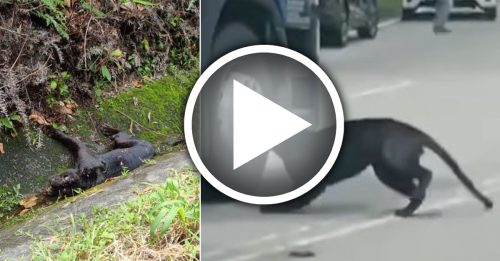 過馬路時遭休旅車撞 黑豹倒下身亡