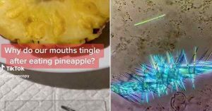 吃黄梨为何会割舌头？科学家揭密有细针