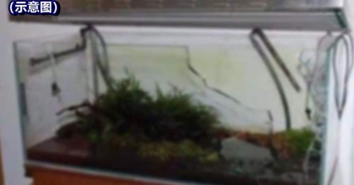 住家鱼缸爆裂 12岁男童 遭玻璃碎片致伤毙命