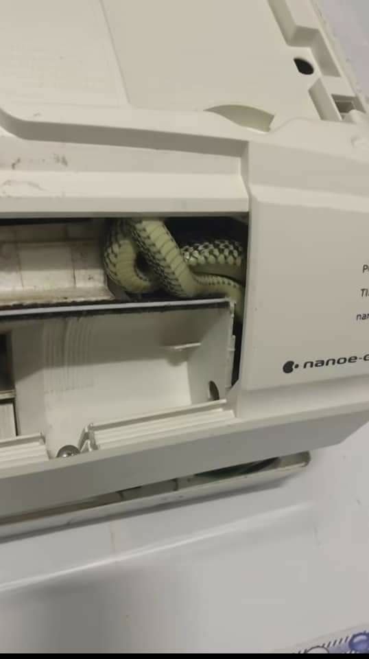冷气机中竟藏着一条蛇。