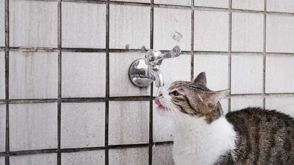 猫咪不爱喝水，主人要注意它们是否有喝够水和正常排尿。