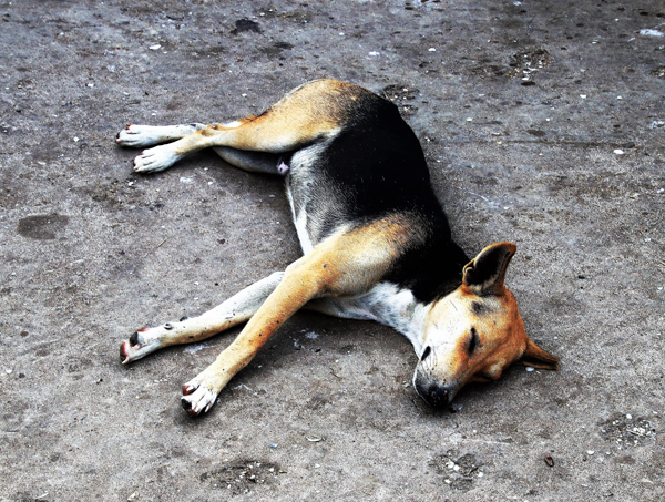 天气热到狗也变“热狗”，如果狗狗食欲不振，连路都懒得走，要小心观察和检查。