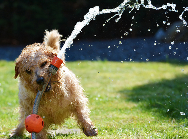 在炎热天气游泳和洗澡，能帮助狗狗预防中暑。