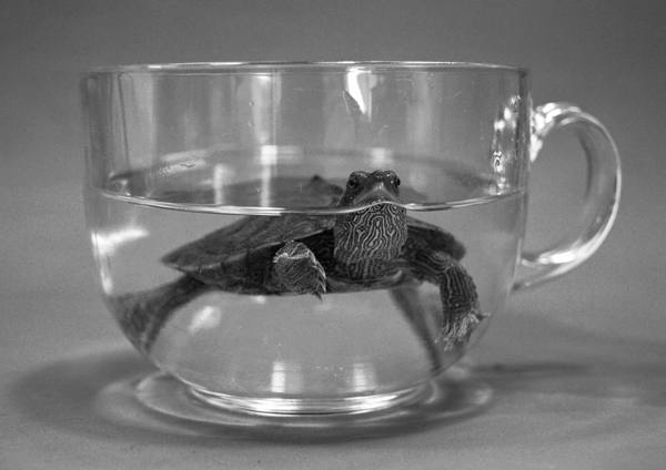 需注意乌龟日光浴时，是在有水和遮荫的地方。