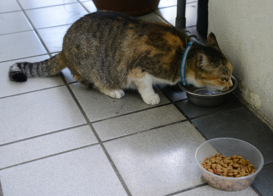 ▲PAPASAN在店前为猫猫准备了猫粮和清水。