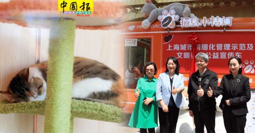 文明养宠宣传 上海现猫岛咖啡车