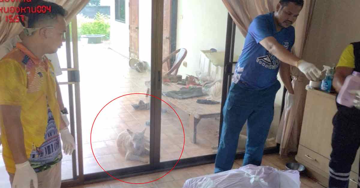 调查人员在屋内调查，一只白色狗狗一直守在玻璃门外。