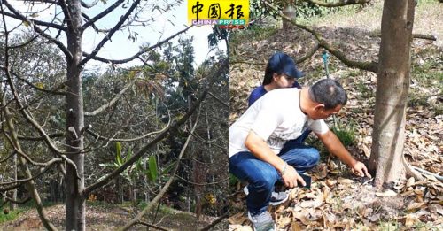 榴梿树被下毒  园主损失近400万