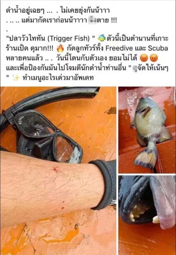 fish thailand 潜水员 泰坦鱼