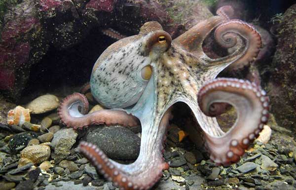 octopus nightmare 章鱼 恶梦
