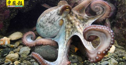 睡到一半惊醒吐墨汁  科学家：章鱼也会做恶梦
