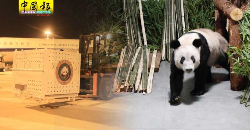 大熊猫“丫丫”平安回北京  现不对外展出