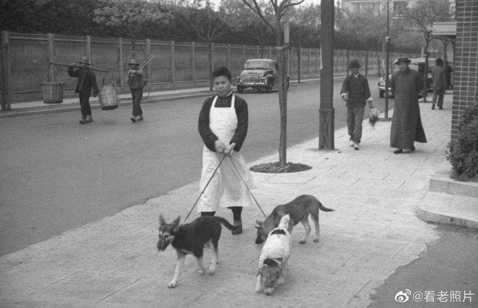 1931～1939年，上海有钱人家的专业遛狗师傅。