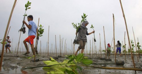 印尼推生态旅游 助加快红树林复原