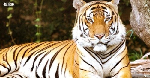 馬來亞虎不及150隻 僅能存活10年