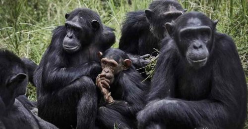 4000万年前 猿猴类祖先会自慰