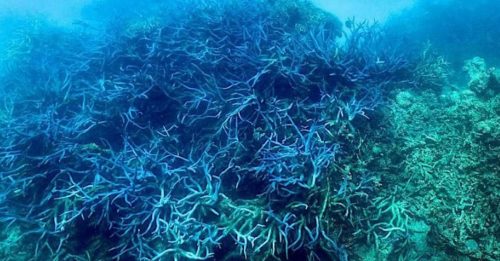研究：到下世纪全球3/4珊瑚 或因气候变化患病