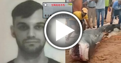 埃及咬死人虎鲨 被渔民捕获虐待