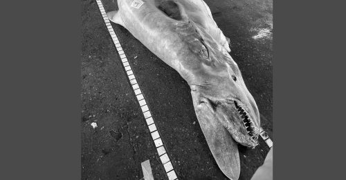 宜兰捕获 亿年活化石 身怀6幼鲨惨死