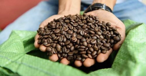 不含咖啡因咖啡豆有望问世 巴西开发过程乐观