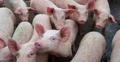 意大利养猪重地 现首例非洲猪瘟