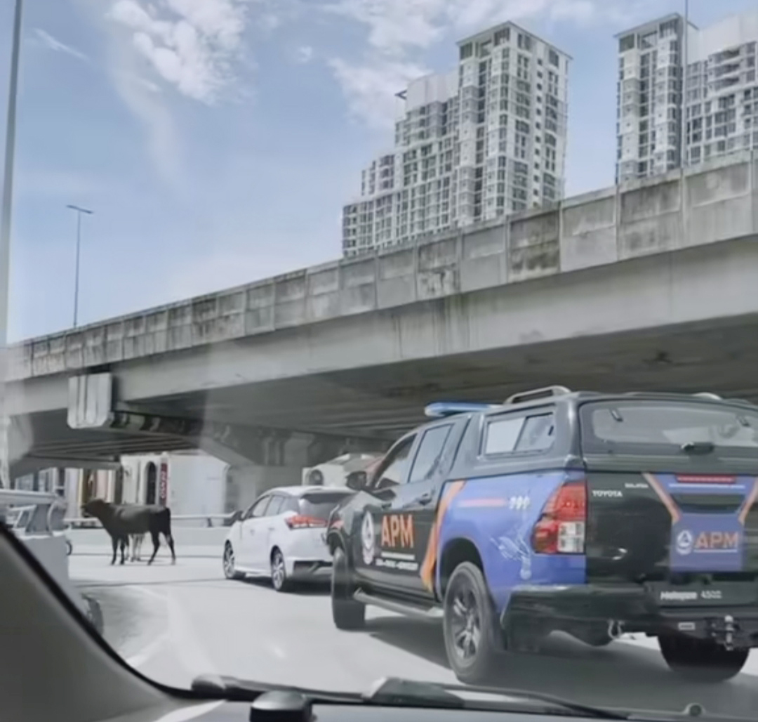 牛只在吉隆坡公路漫步，就连民防部队也要让路。