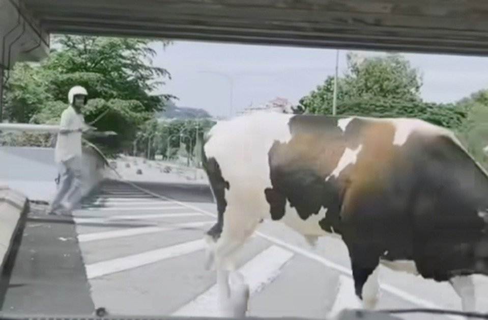 牛只在吉隆坡公路漫步，就连民防部队也要让路。