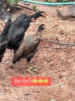 4只公鸡目击三索锦蛇猎捕蟾蜍失败的过程。