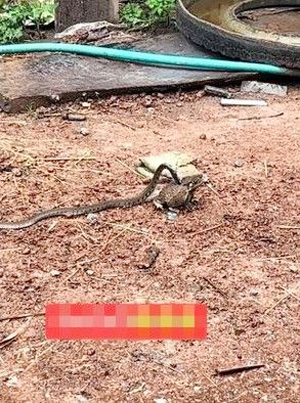三索锦蛇想吃蟾蜍，没想到嘴巴太小了。