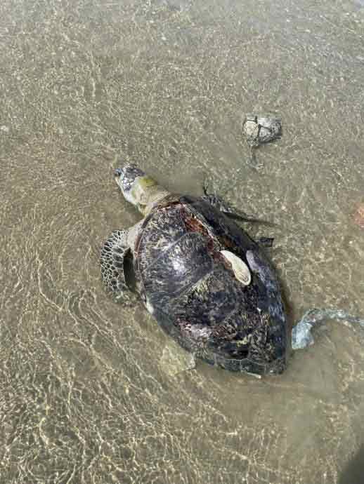 贞德灵班达海滩发现一具海龟残骸，疑遭残忍虐死。