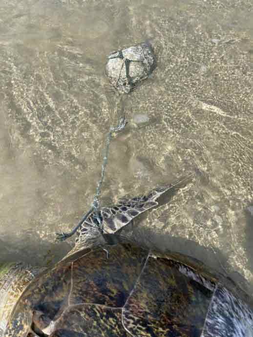 海龟右前蹼足绑着石头。