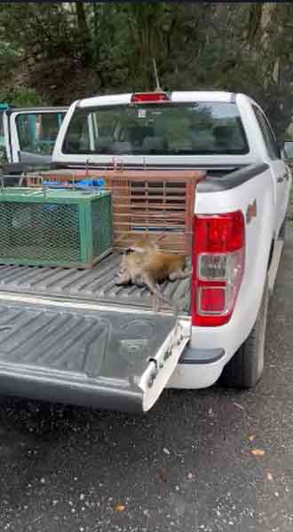 居民不满官员残忍射杀野生猴子的行为，认为比起射杀，应该将它们放生。