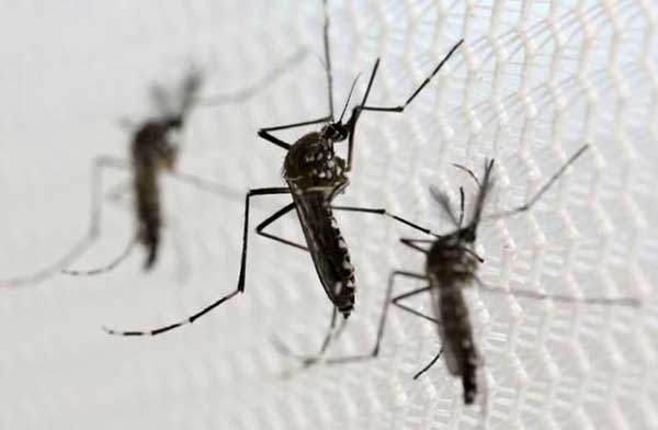 Dengue mosquitoes 骨痛热症
