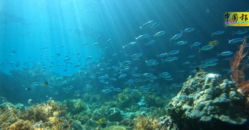 ◤旅游调色盘◢印尼四王群岛 潜水爱好者必朝圣地