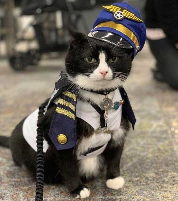 cat USA 流浪猫 旧金山机场