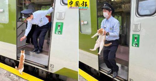 猫咪搭霸王车被抓包 一脸哀怨被列车长请下车
