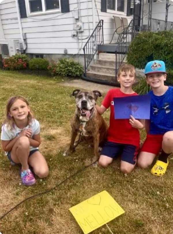 dog 宠物犬 淋巴癌