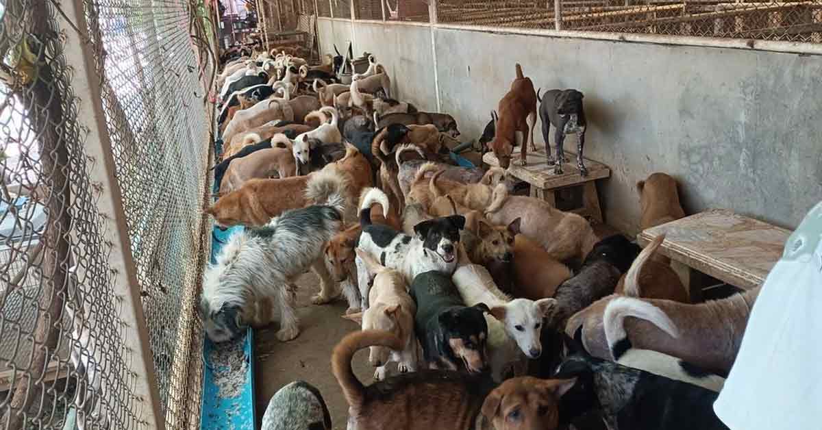 为照顾逾2千只猫狗 阿嬷要卖屋养护【内附音频】