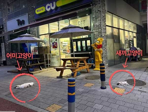 korea cat 虐待猫