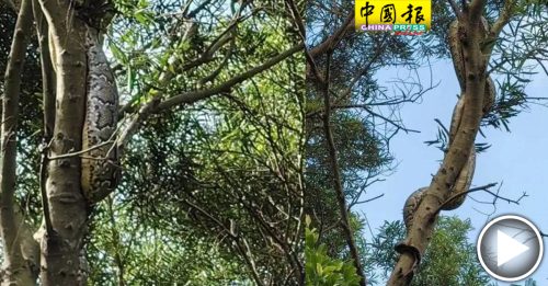 深圳公园巨蟒缠绕树上  游客惊：吓到脚软