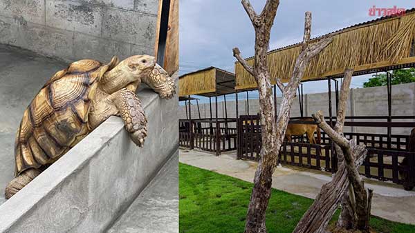 thailand mini zoo 游客 虐待动物 迷你动物园