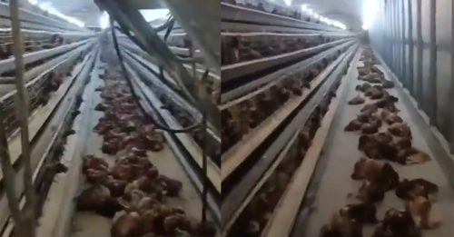 鸡场意外断电2小时 4000只鸡被热焗死