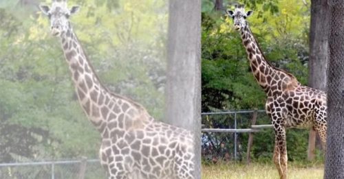 31岁“人瑞级”长颈鹿过世 美动物园叹不舍