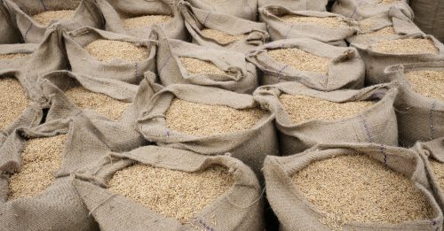 进口商忧产量急囤粮 米价飙至逾2年新高
