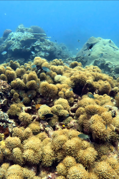 ■天鹅岛的海底珊瑚鲜活漂亮，就像一个大大的海底花园。