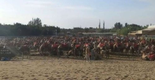 敦煌月牙泉每天几万游客 骆驼体力不支停工