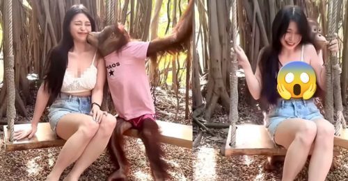 性感女模去泰国旅游 遭猩猩非礼偷亲