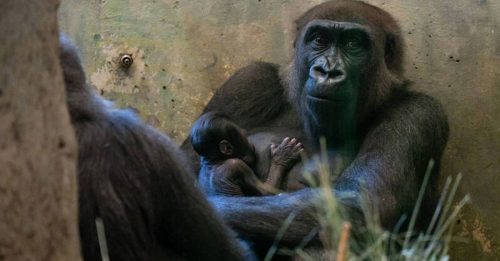 动物园惊呆 “雄性”大猩猩生宝宝