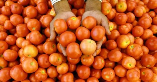 印度爆番茄之乱 农民看守收成遇害